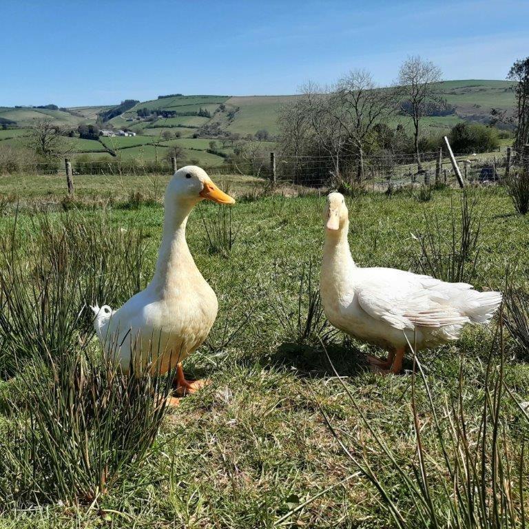 Eco Accommodation Cornflower Craven Arms Εξωτερικό φωτογραφία